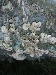 Trichaptum fuscoviolaceum