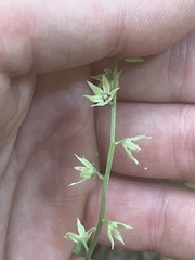 Stenanthium gramineum