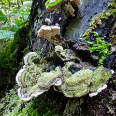 Auricularia mesenterica