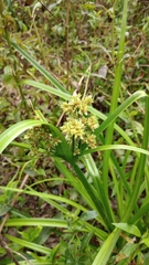 Cyperus eragrostis