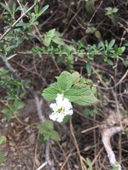 Lantana fucata