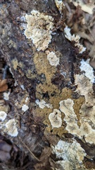 Botryobasidium