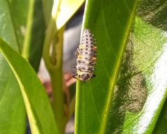 Coccinella