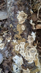 Botryobasidium