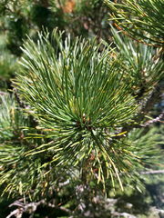 Pinus sibirica