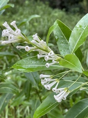 Cestrum diurnum