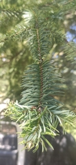 Abies religiosa