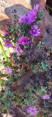 Ruschieae