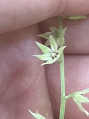 Stenanthium gramineum