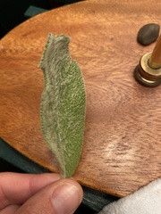 Stachys byzantina