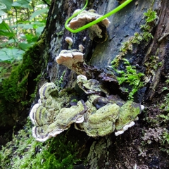 Auricularia mesenterica