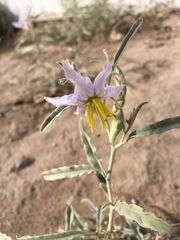 Solanum elaeagnifolium