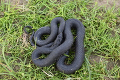 Natrix tessellata