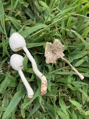 Leucocoprinus cepistipes