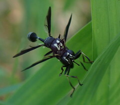 Physocephala tibialis