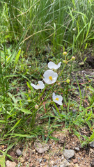 Sagittaria