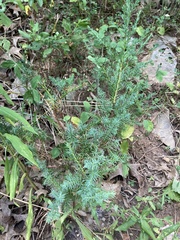 Juniperus communis