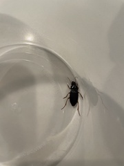 Harpalus pensylvanicus