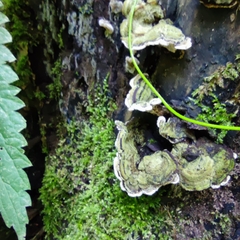 Auricularia mesenterica