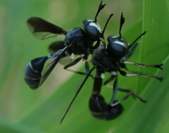 Physocephala tibialis