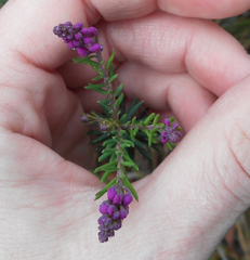 Comesperma
