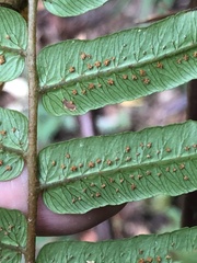 Gymnosphaera podophylla