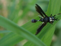 Physocephala tibialis