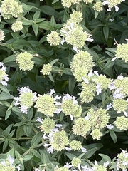 Pycnanthemum