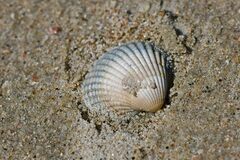 Cerastoderma edule