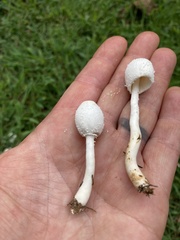 Leucocoprinus cepistipes