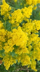 Solidago lepida