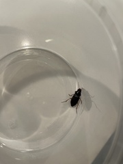 Harpalus pensylvanicus