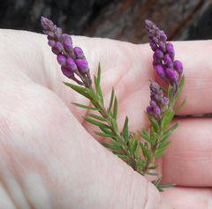 Comesperma