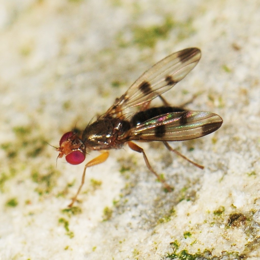 Geomyza