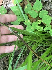 Stenanthium gramineum