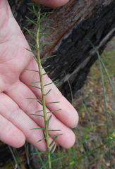 Comesperma