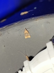 Platynota flavedana