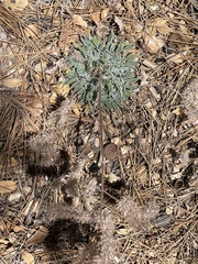 Phacelia imbricata