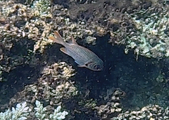 Myripristis violacea