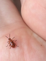 Crioceris duodecimpunctata