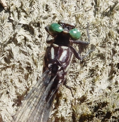Stylurus spiniceps