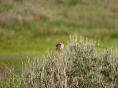 Cisticola tinniens