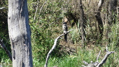 Anhinga rufa