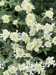 Pycnanthemum