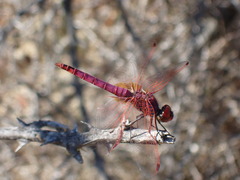 Trithemis annulata