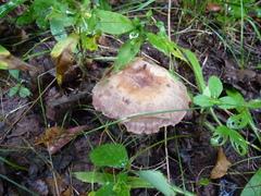 Laccaria ochropurpurea