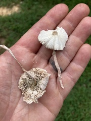 Leucocoprinus cepistipes