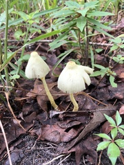 Leucocoprinus fragilissimus