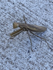 Mantis religiosa