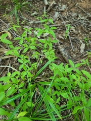Galium circaezans